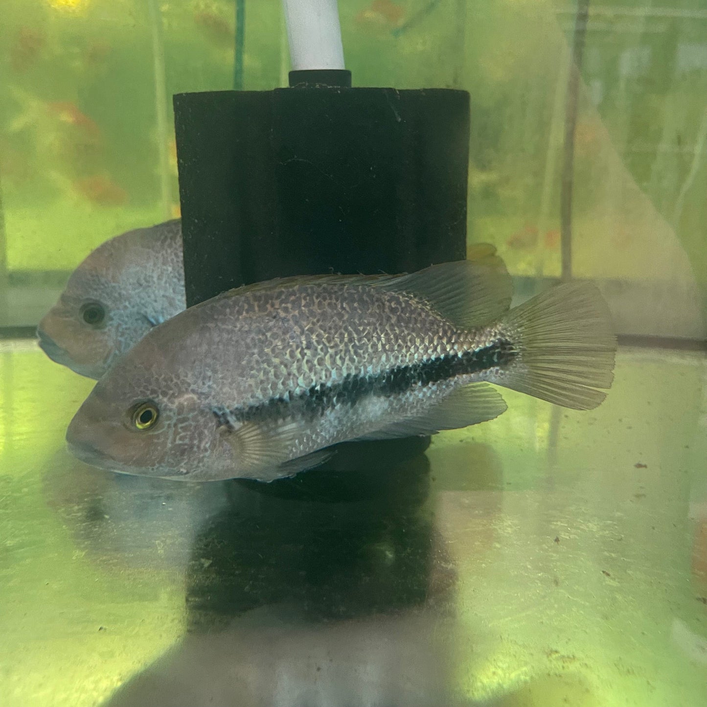 the-fish-farm American Cichlid Fenestratum American Cichlids - Paratheraps Vieja Fenestratus Buy Fenestratum American Cichlids - Paratheraps Vieja Fenestratus