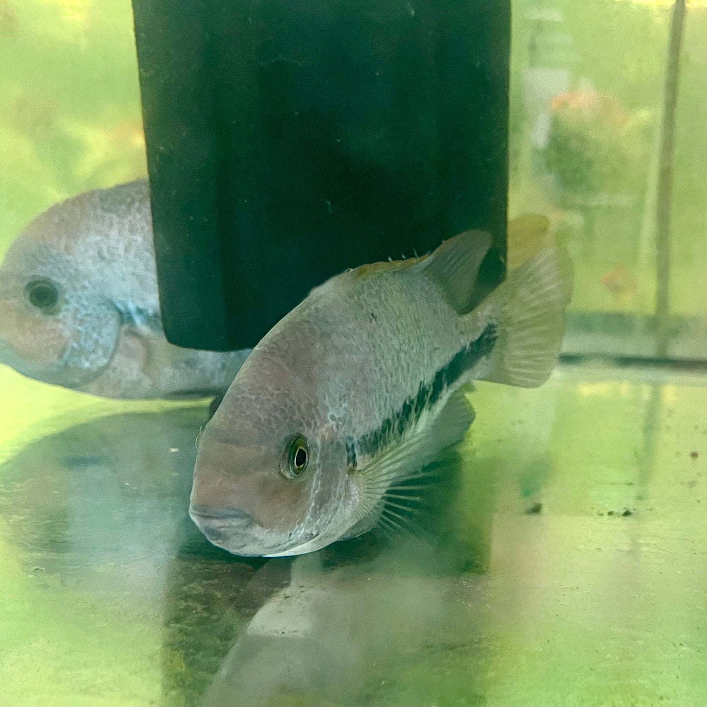 the-fish-farm American Cichlid Fenestratum American Cichlids - Paratheraps Vieja Fenestratus Buy Fenestratum American Cichlids - Paratheraps Vieja Fenestratus