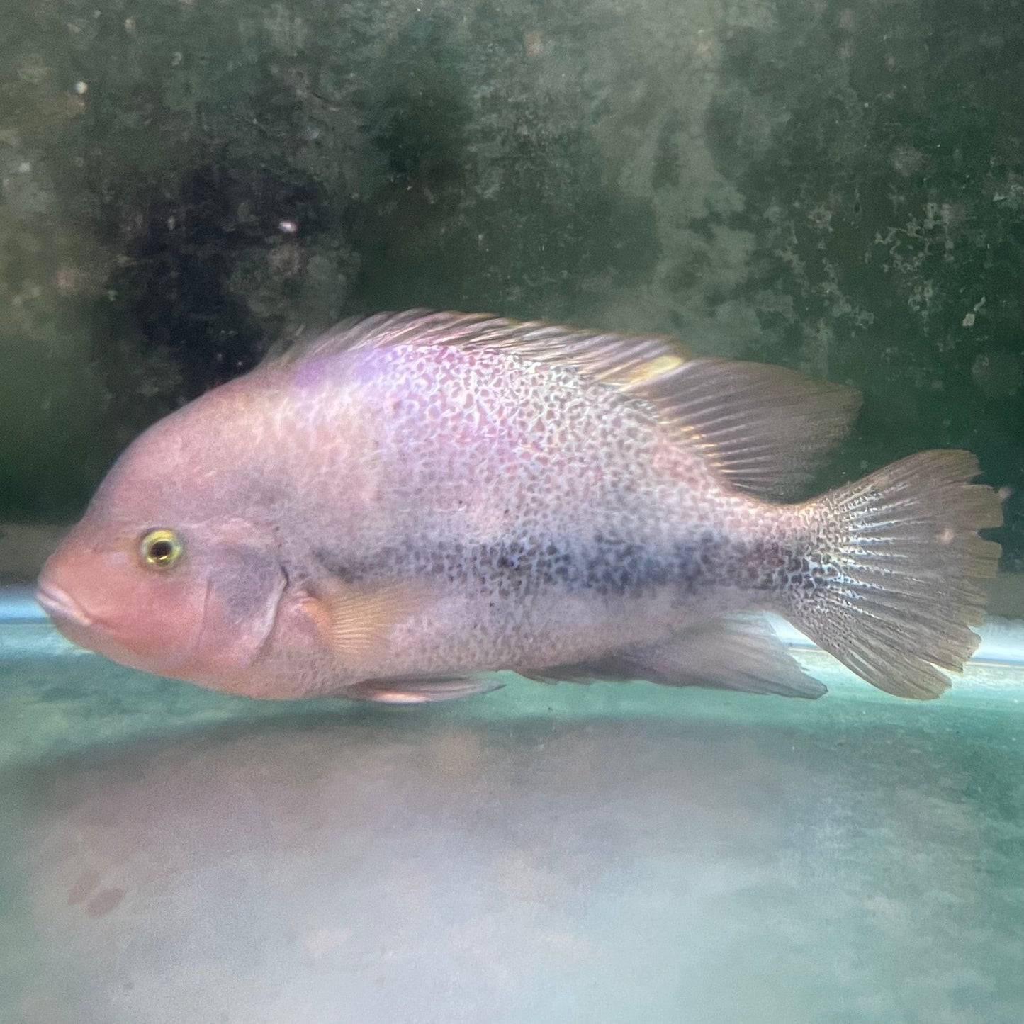 the-fish-farm American Cichlid Fenestratum American Cichlids - Paratheraps Vieja Fenestratus Buy Fenestratum American Cichlids - Paratheraps Vieja Fenestratus