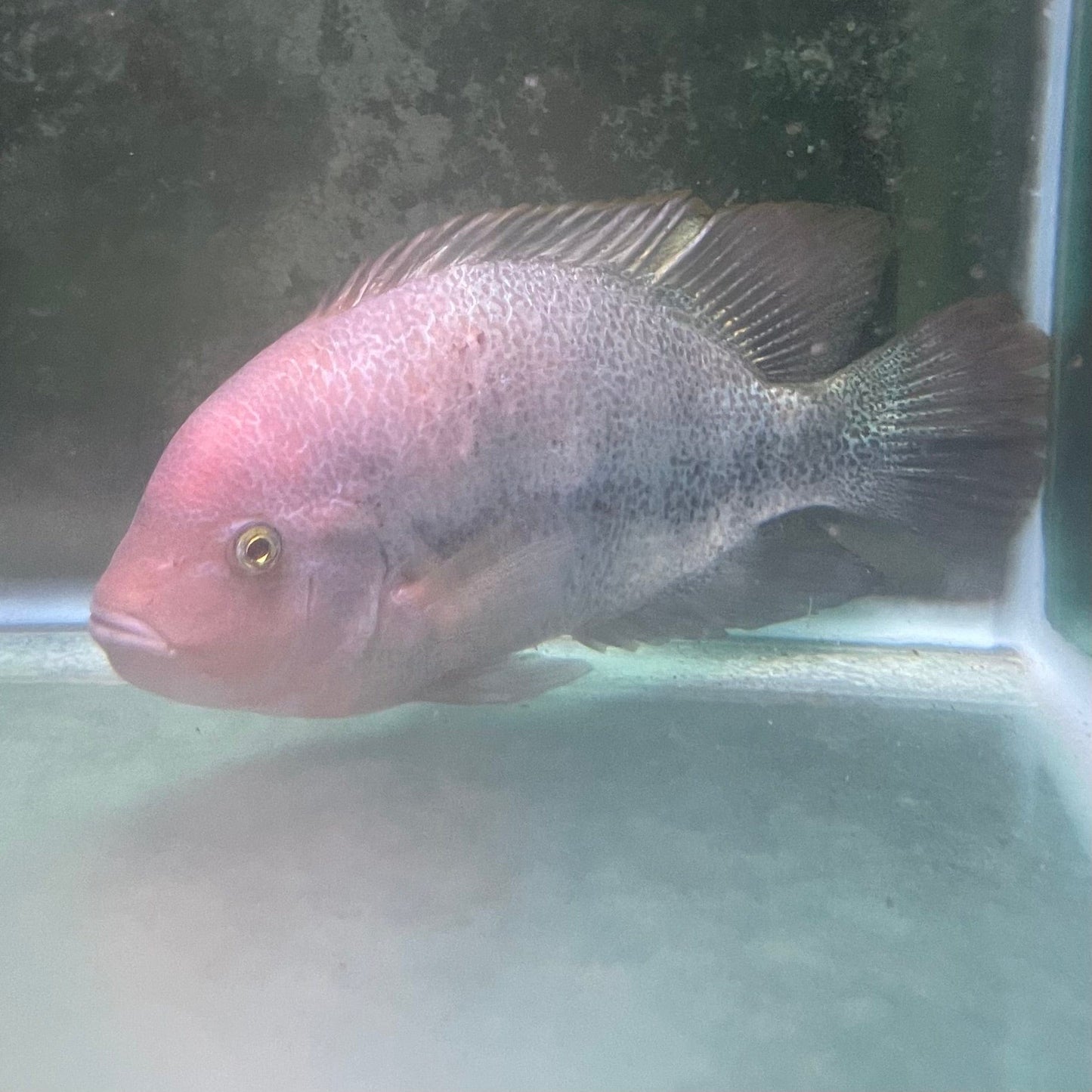 the-fish-farm American Cichlid Fenestratum American Cichlids - Paratheraps Vieja Fenestratus Buy Fenestratum American Cichlids - Paratheraps Vieja Fenestratus