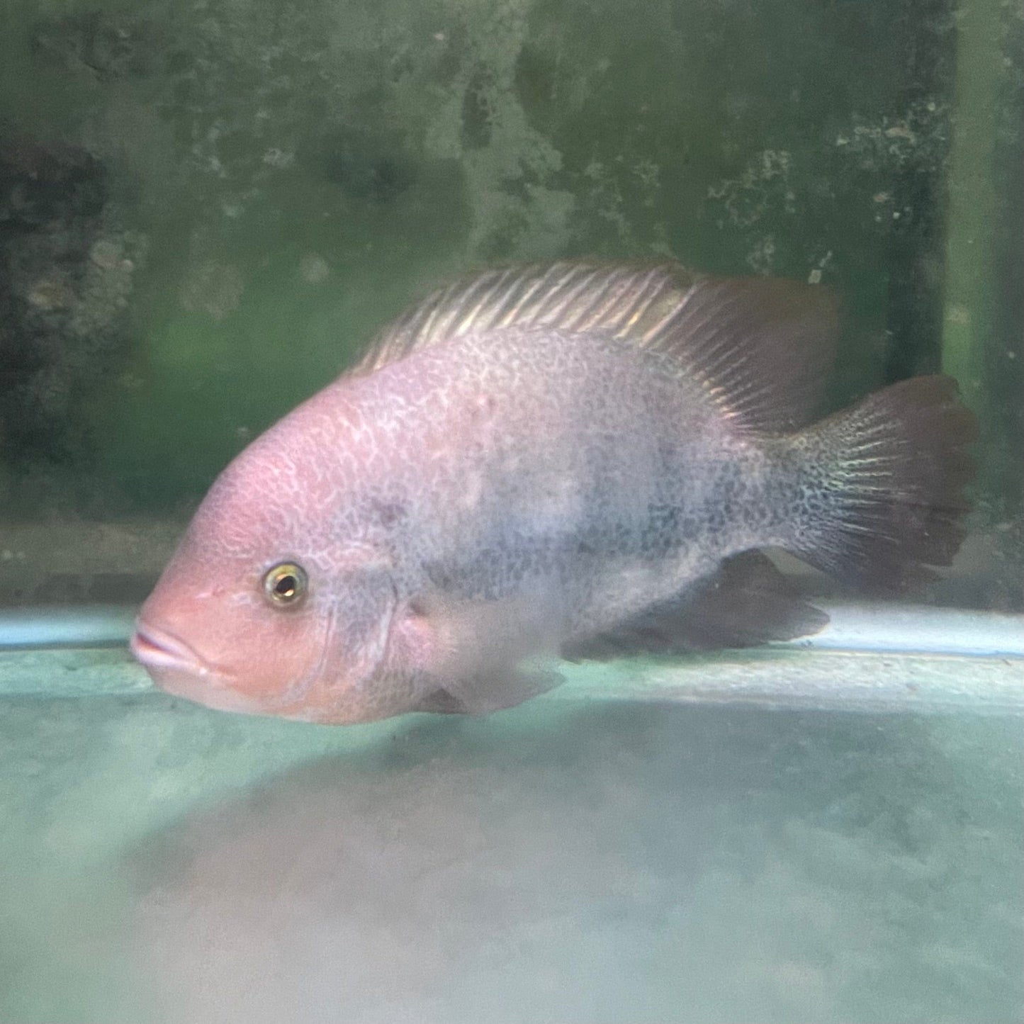 the-fish-farm American Cichlid Fenestratum American Cichlids - Paratheraps Vieja Fenestratus Buy Fenestratum American Cichlids - Paratheraps Vieja Fenestratus