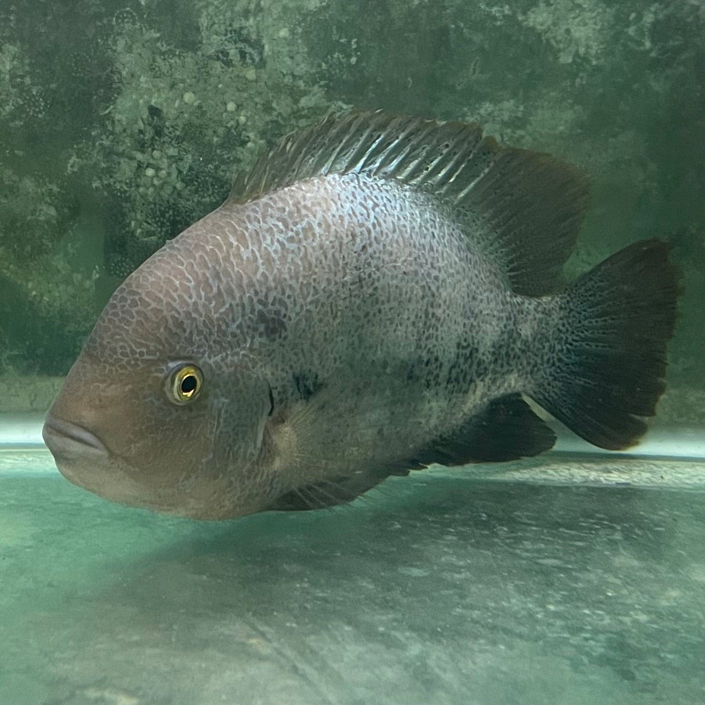 the-fish-farm American Cichlid Fenestratum American Cichlids - Paratheraps Vieja Fenestratus Buy Fenestratum American Cichlids - Paratheraps Vieja Fenestratus