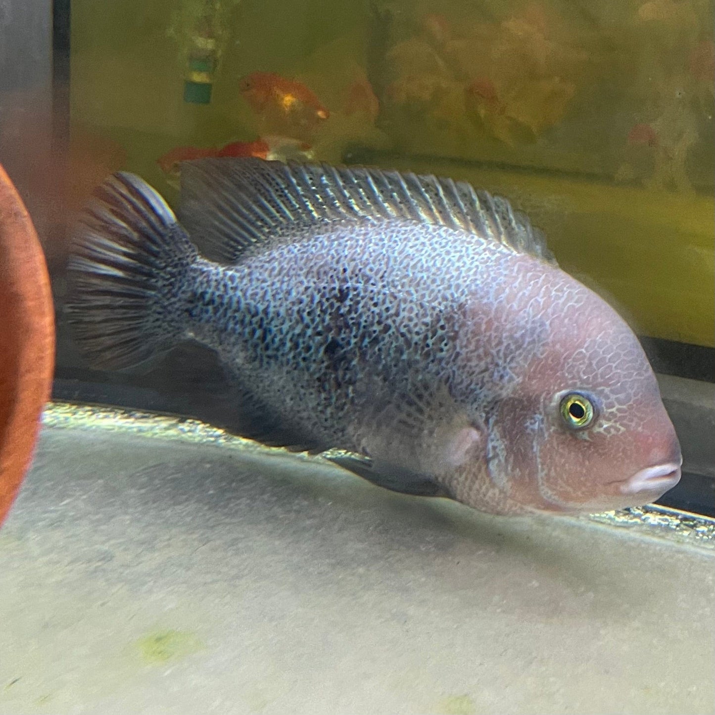 the-fish-farm American Cichlid Fenestratum American Cichlids - Paratheraps Vieja Fenestratus Buy Fenestratum American Cichlids - Paratheraps Vieja Fenestratus