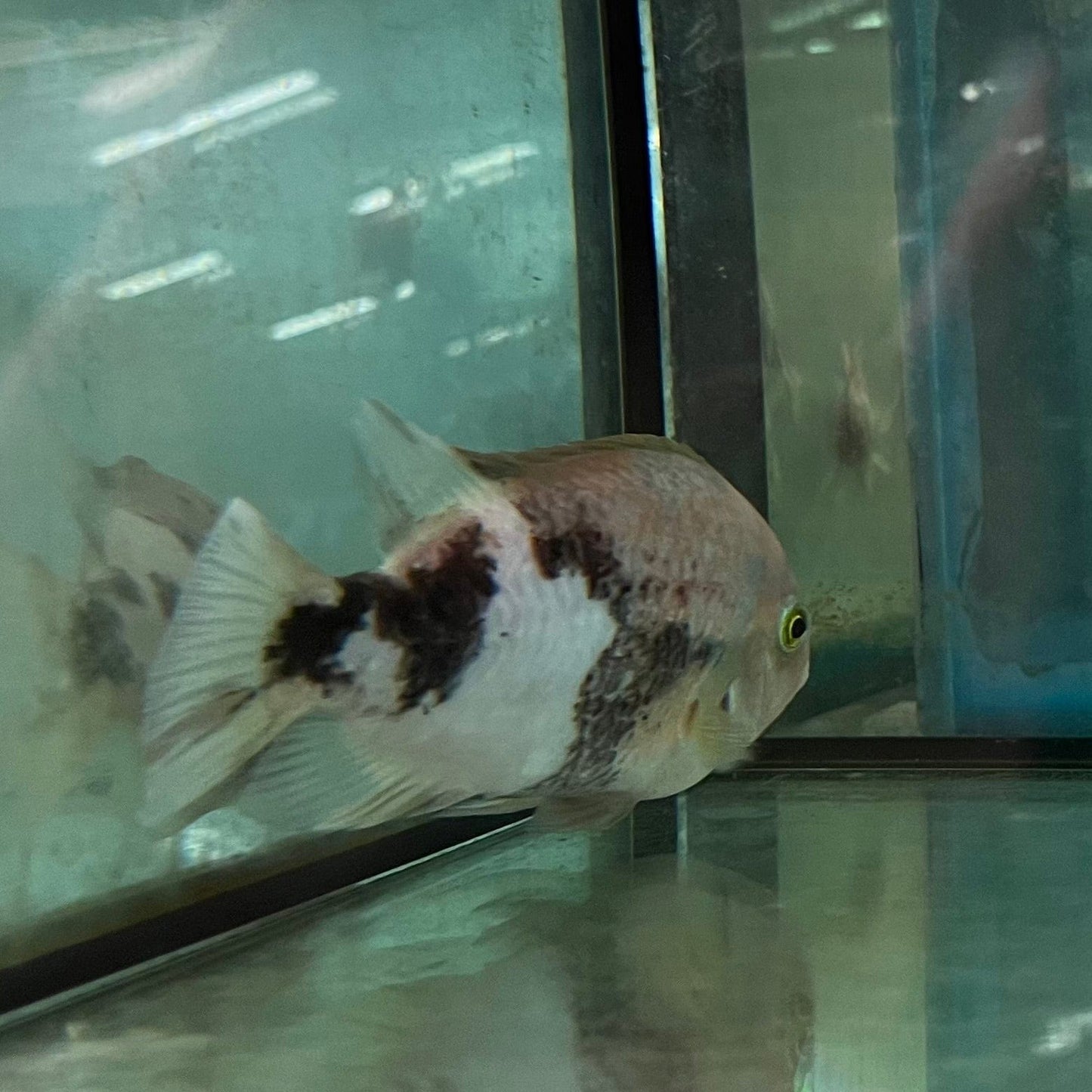 the-fish-farm American Cichlid Fenestratum American Cichlids - Paratheraps Vieja Fenestratus Buy Fenestratum American Cichlids - Paratheraps Vieja Fenestratus