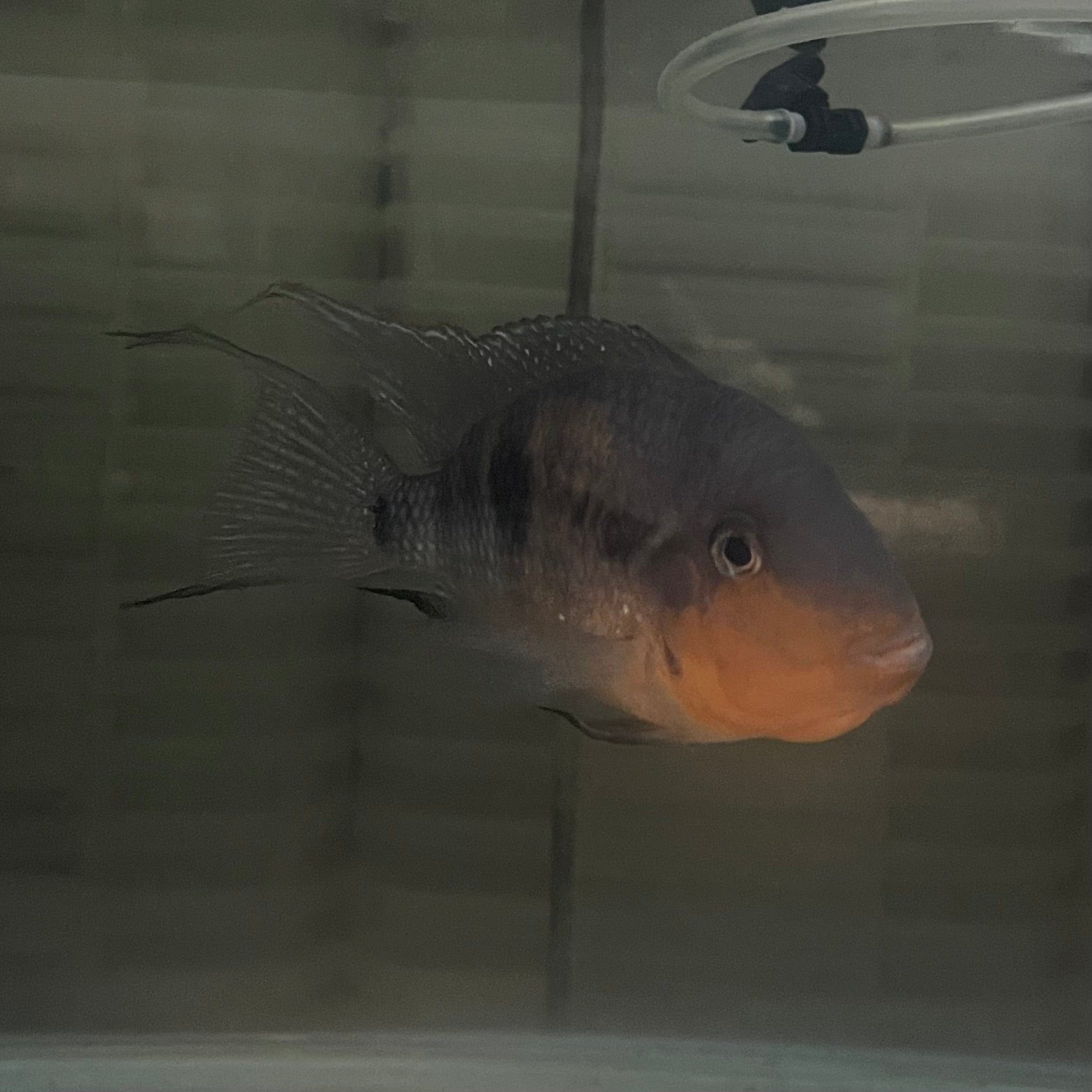 the-fish-farm American Cichlid Firemouth Cichlid - American Cichlid - One Only - Male Adult Male Firemouth Cichlid One Only - The Fish Farm