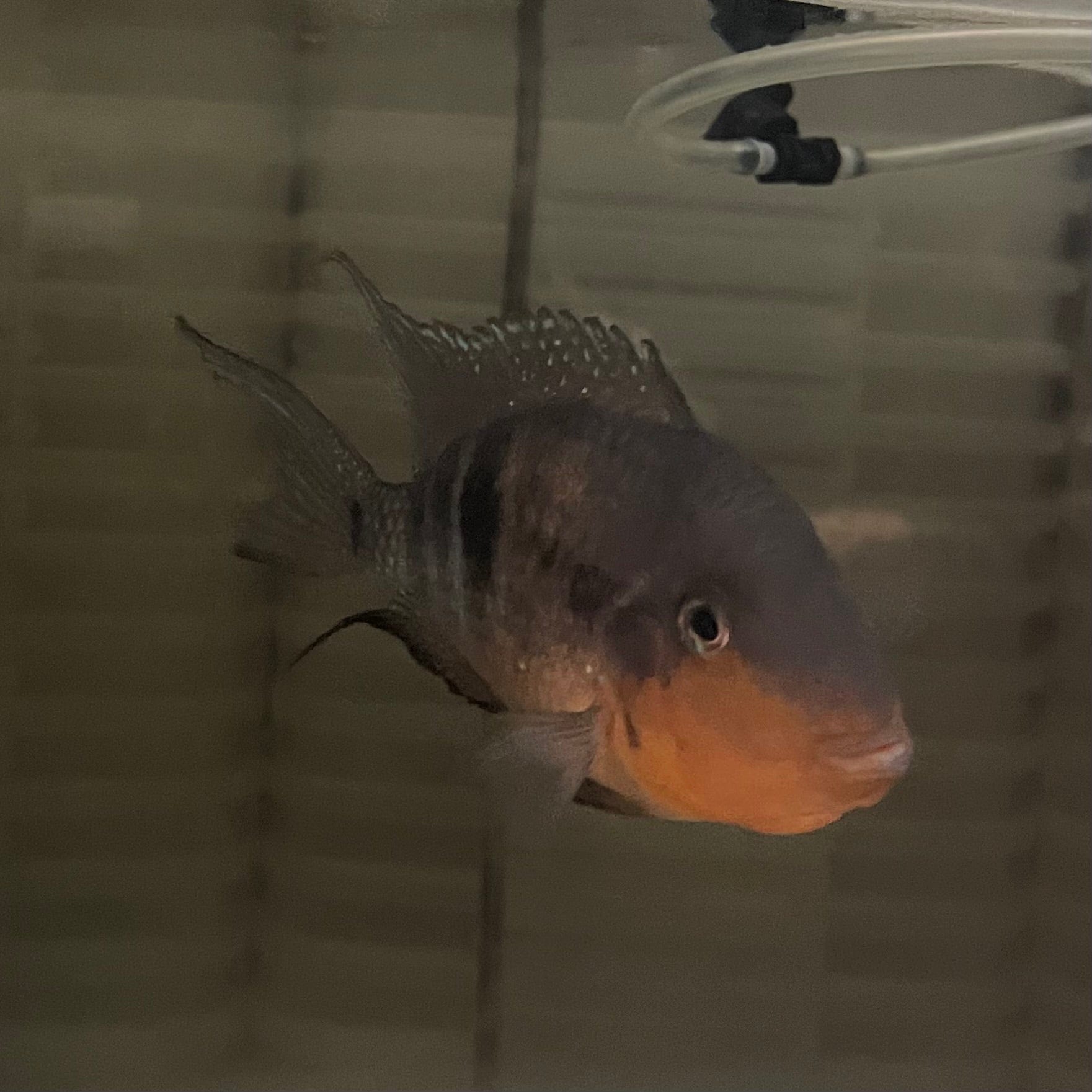 the-fish-farm American Cichlid Firemouth Cichlid - American Cichlid - One Only - Male Adult Male Firemouth Cichlid One Only - The Fish Farm