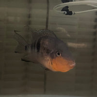 the-fish-farm American Cichlid Firemouth Cichlid - American Cichlid - One Only - Male Adult Male Firemouth Cichlid One Only - The Fish Farm