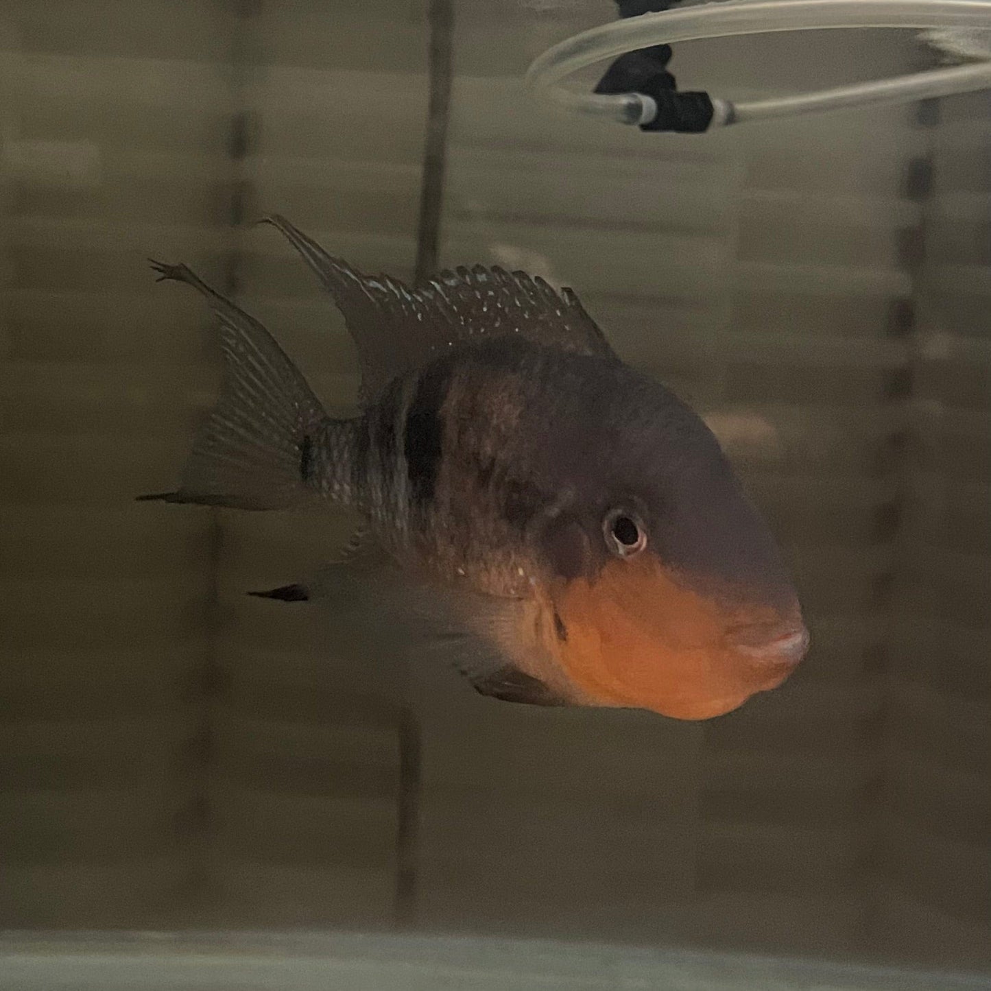 the-fish-farm American Cichlid Firemouth Cichlid - American Cichlid - One Only - Male Adult Male Firemouth Cichlid One Only - The Fish Farm