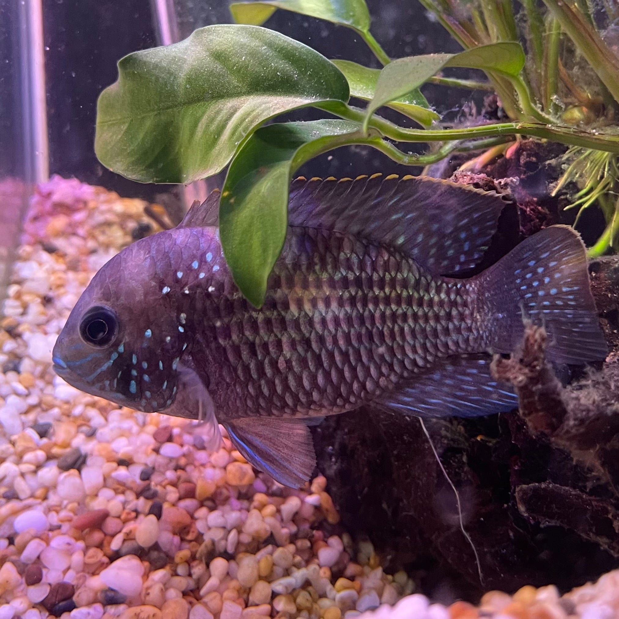 the-fish-farm American Cichlid Green Terror (Saum) American Cichlid Green Terror (Saum) Cichlid - The Fish Farm