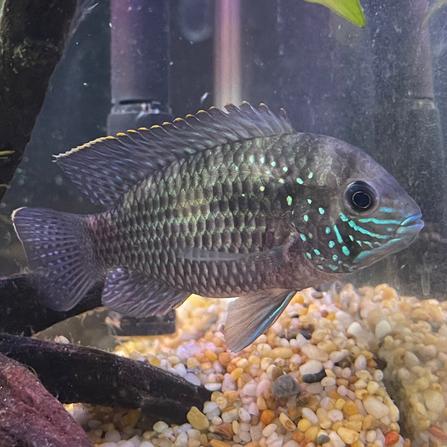 the-fish-farm American Cichlid Green Terror (Saum) American Cichlid Green Terror (Saum) Cichlid - The Fish Farm