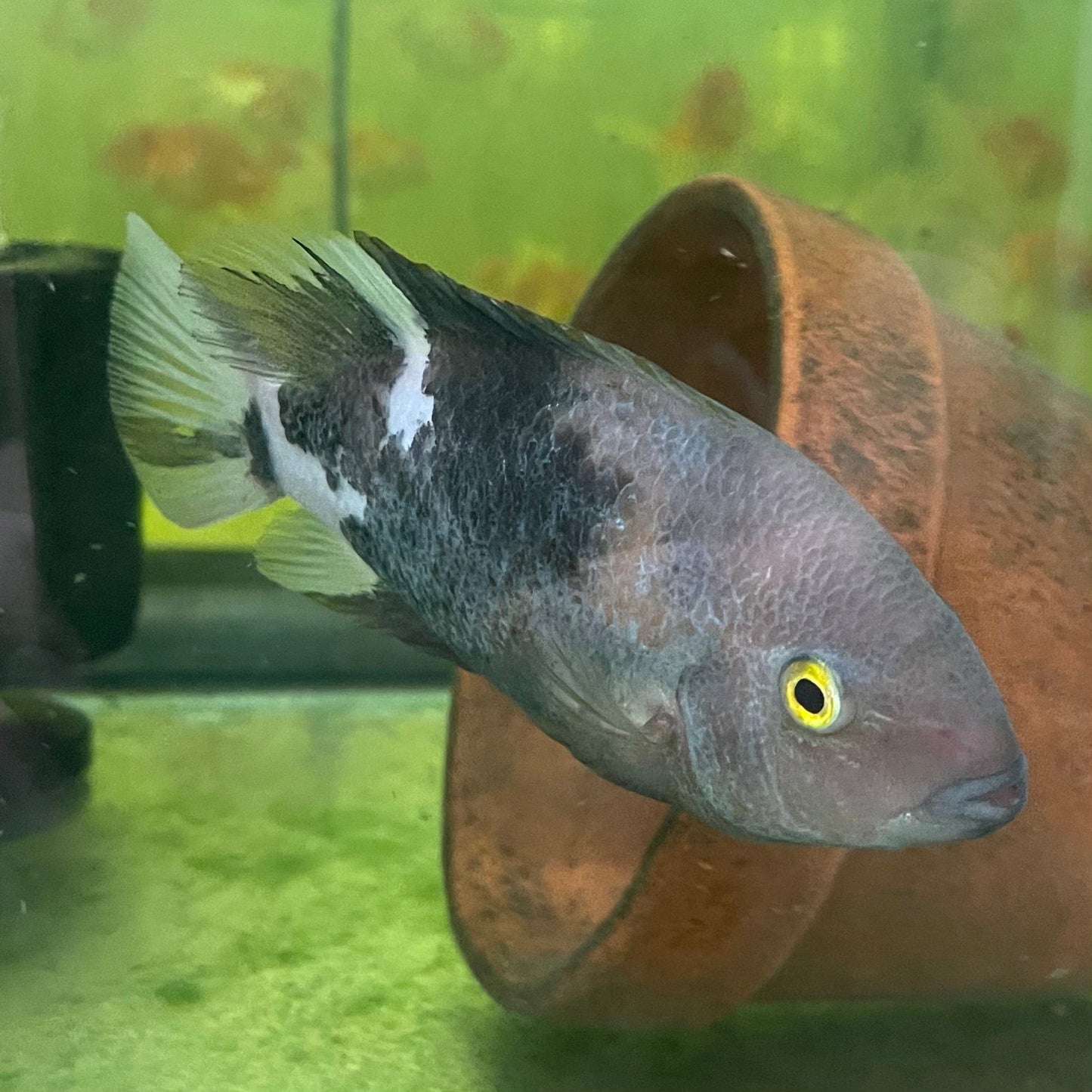 the-fish-farm American Cichlid Marble Fenestratum American Cichlid Breeding Pair - only one pair available Buy Rare breeding pair of Marble Fenestratum Cichlids The Fish Farm