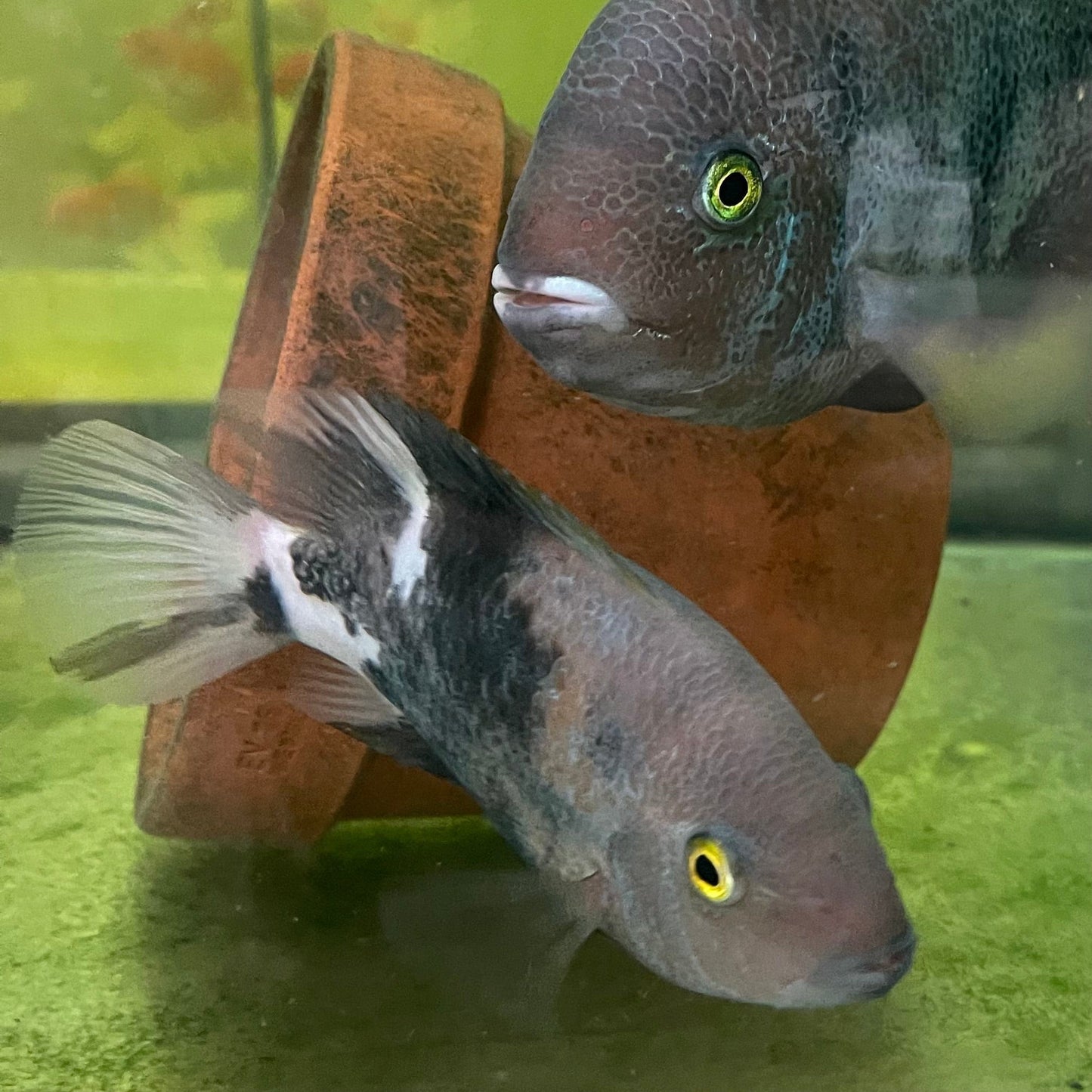 the-fish-farm American Cichlid Marble Fenestratum American Cichlid Breeding Pair - only one pair available Buy Rare breeding pair of Marble Fenestratum Cichlids The Fish Farm