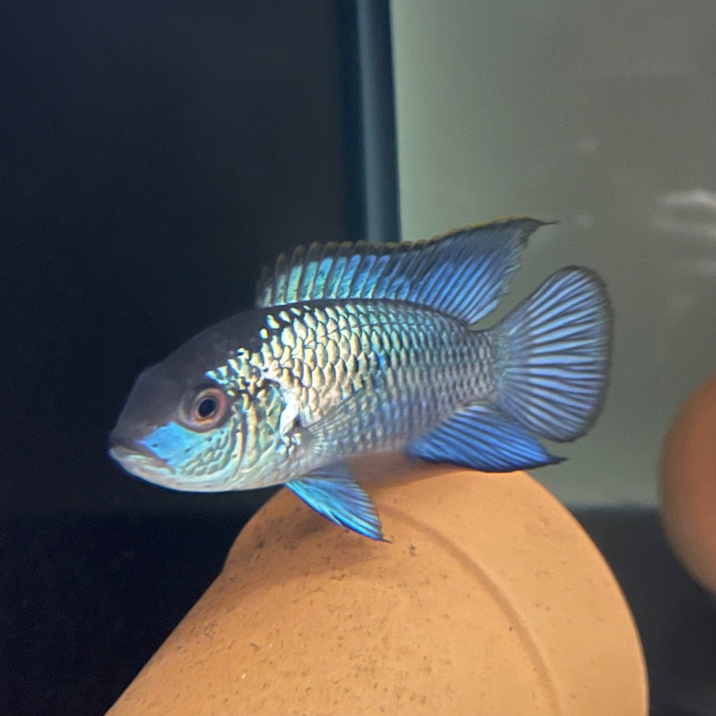 the-fish-farm American Cichlid Neon Blue Acara American Cichlid Neon Blue Acara American Cichlid Fish - The Fish Farm