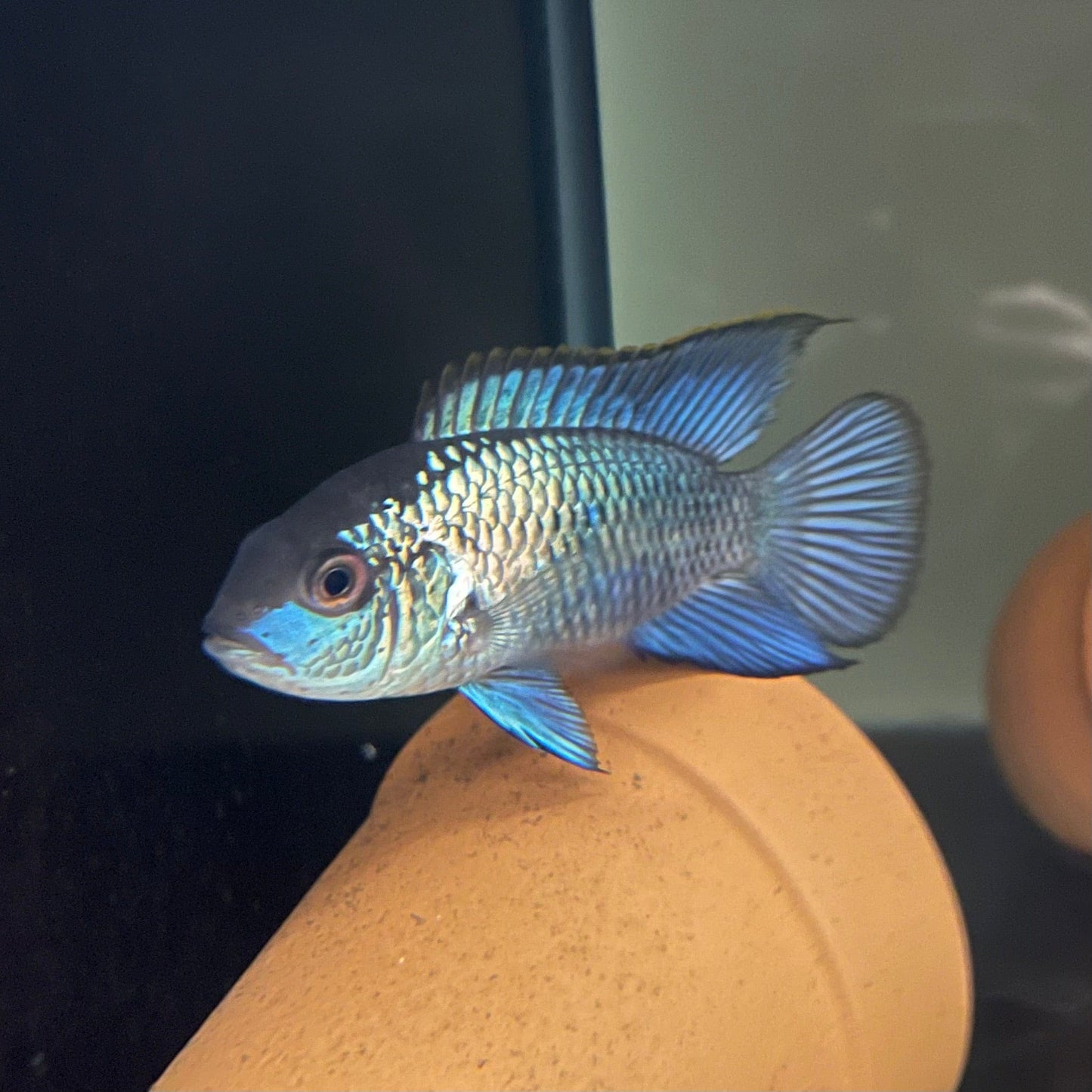 the-fish-farm American Cichlid Neon Blue Acara American Cichlid Neon Blue Acara American Cichlid Fish - The Fish Farm