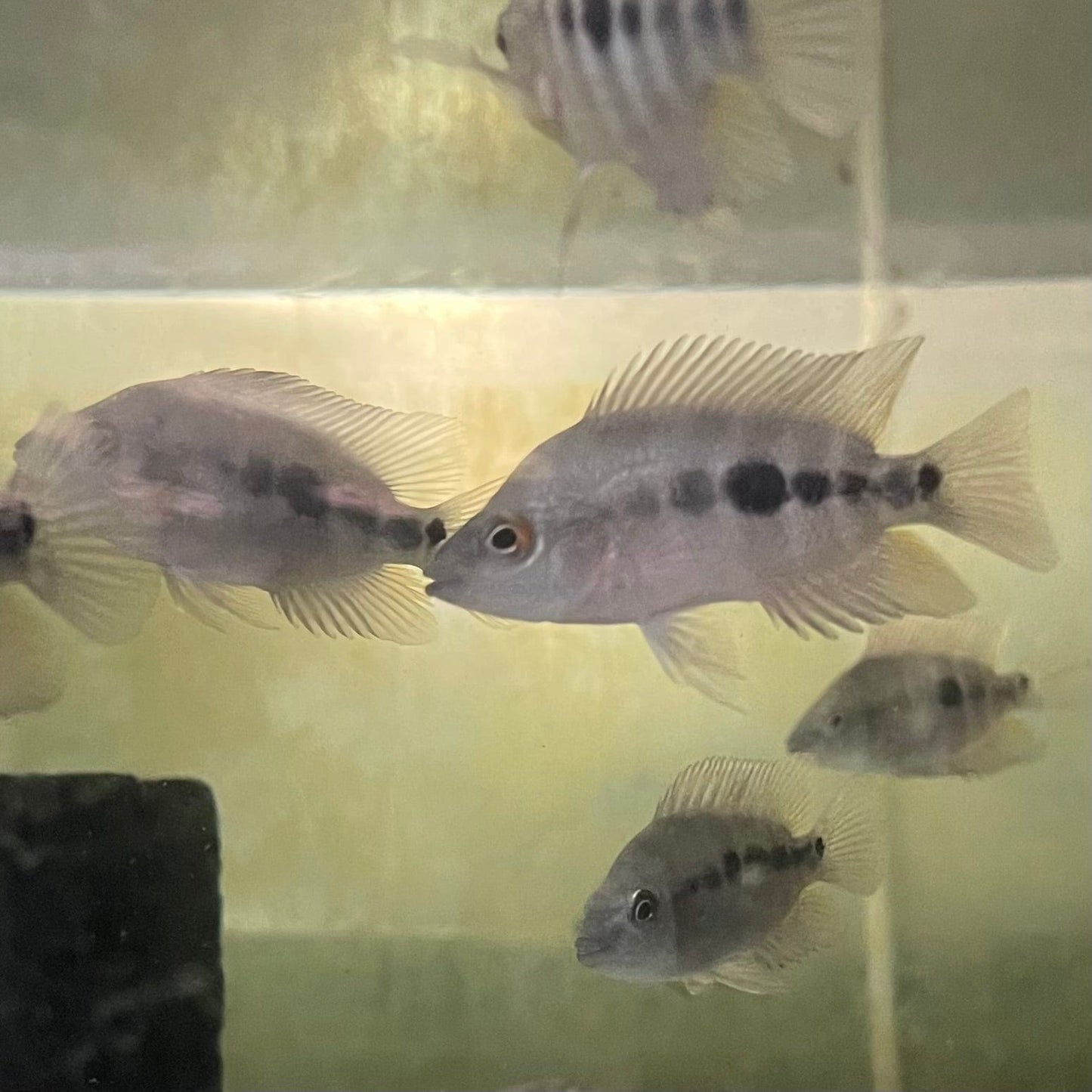 the-fish-farm American Cichlid Red Devil American Cichlid Red Devil Cichlid - The Fish Farm