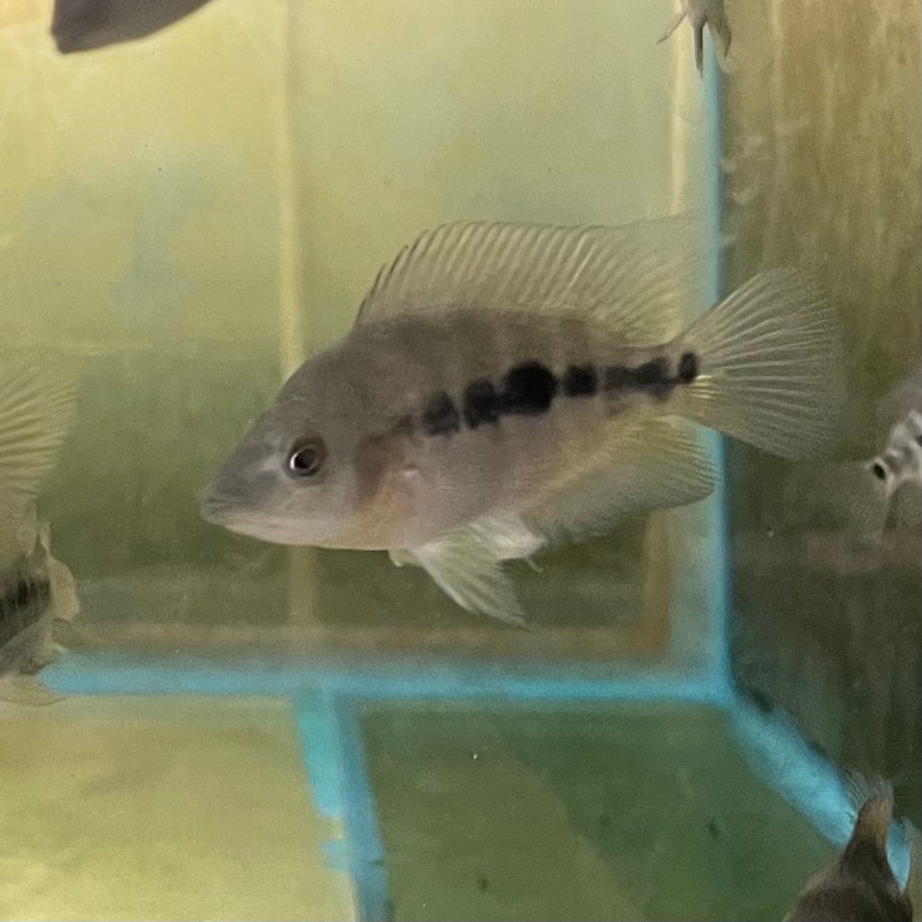 the-fish-farm American Cichlid Red Devil American Cichlid Red Devil Cichlid - The Fish Farm