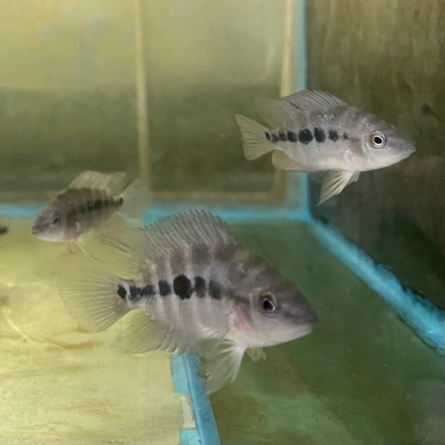 the-fish-farm American Cichlid Red Devil American Cichlid Red Devil Cichlid - The Fish Farm