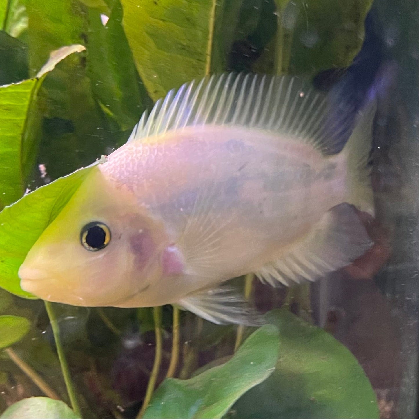 the-fish-farm American Cichlid Red Devil American Cichlid Red Devil Cichlid - The Fish Farm