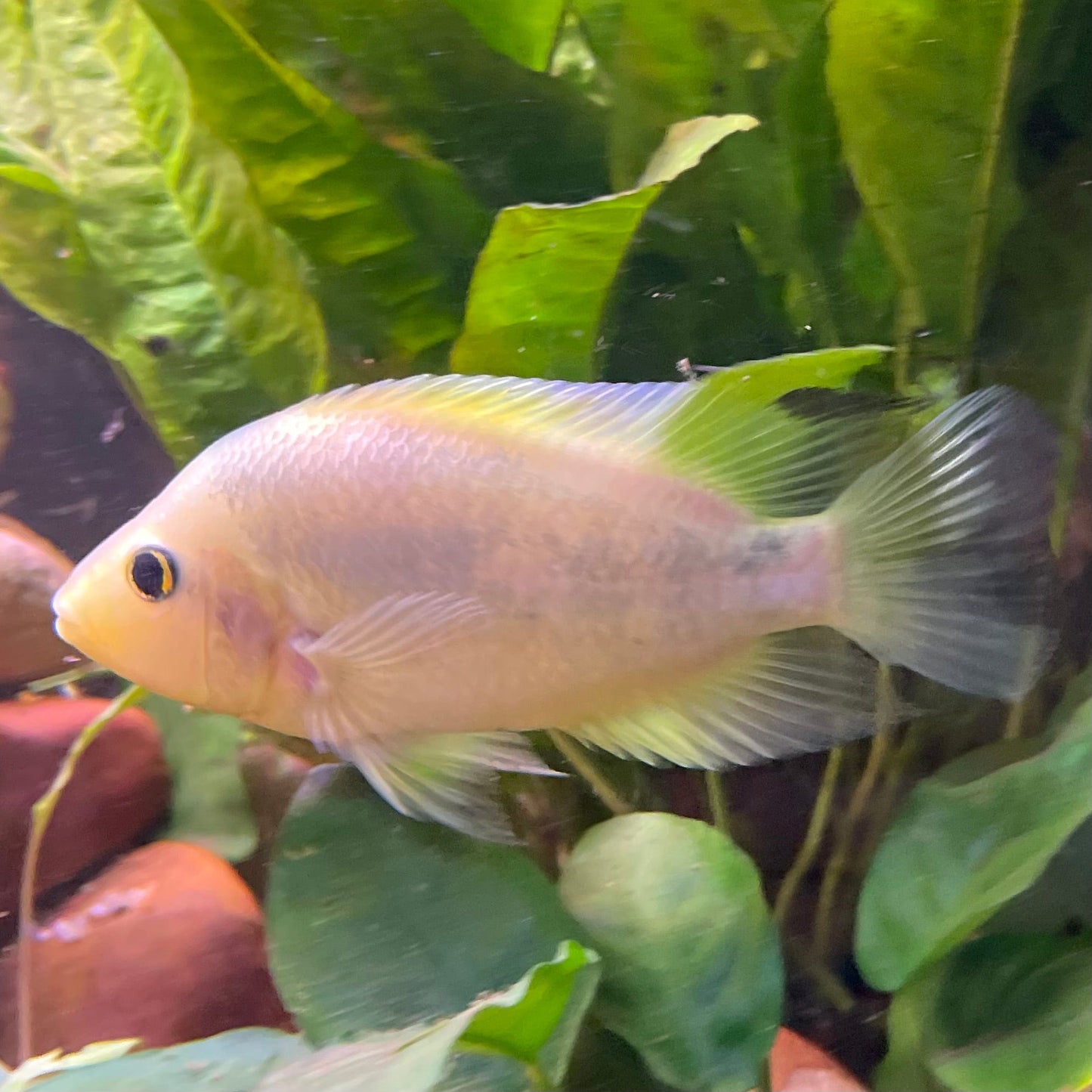 the-fish-farm American Cichlid Red Devil American Cichlid Red Devil Cichlid - The Fish Farm