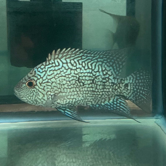 the-fish-farm American Cichlid Super Green Texas American Cichlid Super Green Texas Cichlid - The Fish Farm