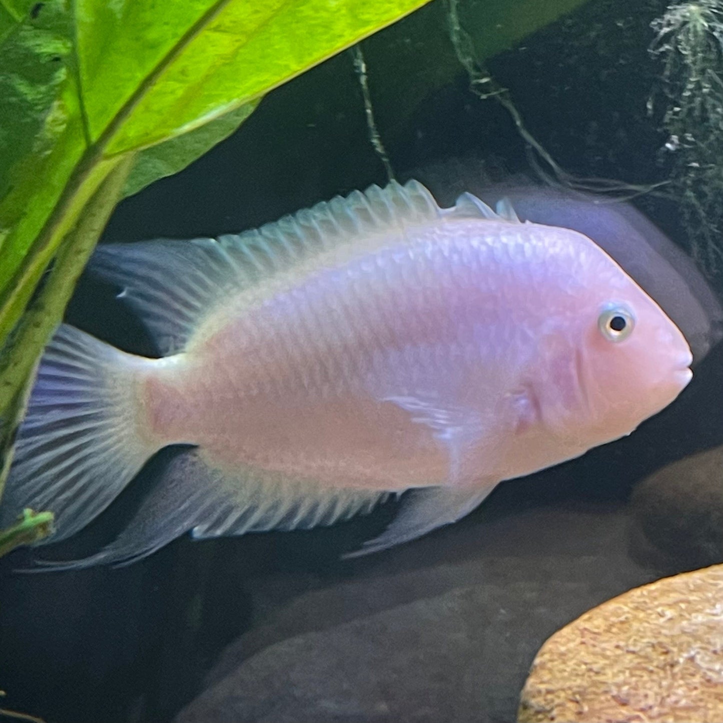 the-fish-farm American Cichlid White Convict American Cichlid White Convict Cichlid - The Fish Farm