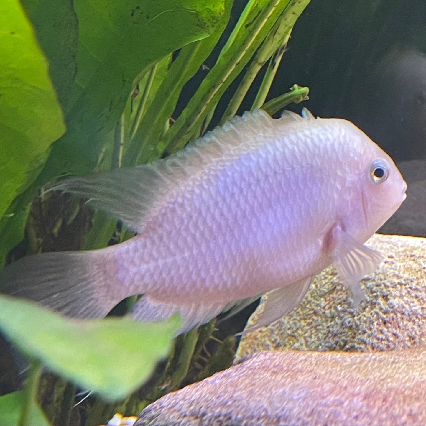 the-fish-farm American Cichlid White Convict American Cichlid White Convict Cichlid - The Fish Farm