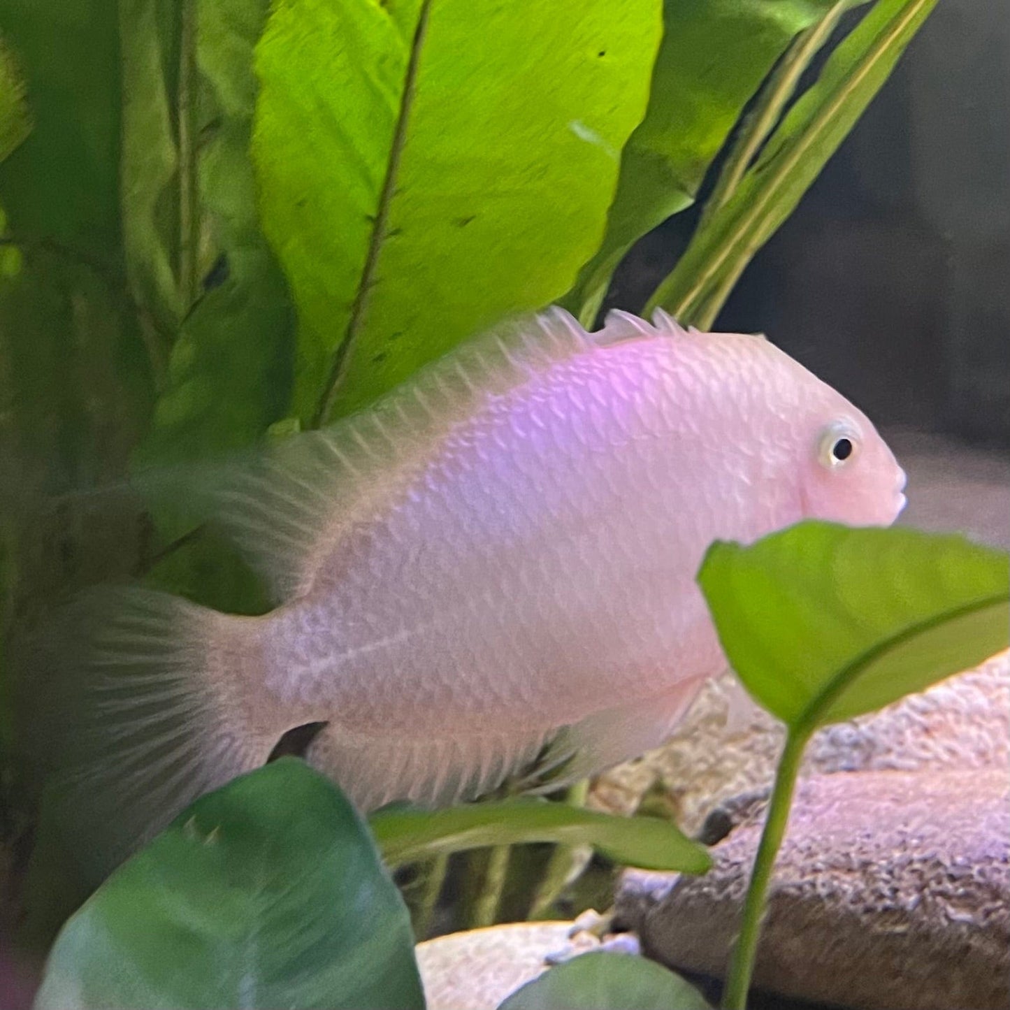 the-fish-farm American Cichlid White Convict American Cichlid White Convict Cichlid - The Fish Farm