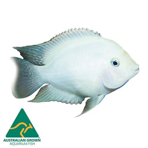 the-fish-farm American Cichlid White Convict Cichlid White Convict Cichlid - The Fish Farm