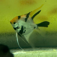 the-fish-farm Angel Fish Angelfish Adult Male - One Only Buy an adult Male Angel Fish from The Fish Farm in Australia