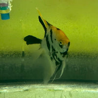 the-fish-farm Angel Fish Angelfish Adult Male - One Only Buy an adult Male Angel Fish from The Fish Farm in Australia