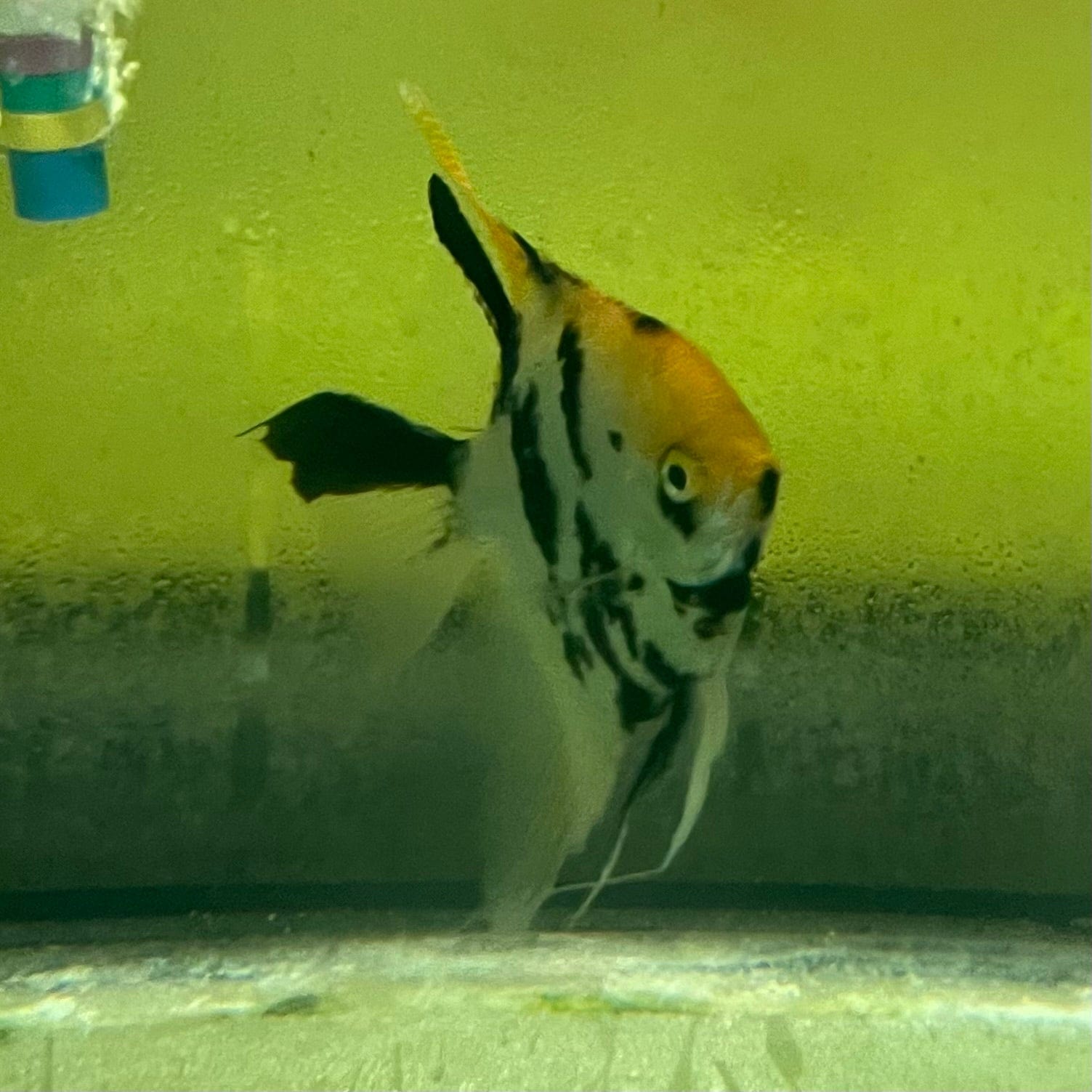 the-fish-farm Angel Fish Angelfish Adult Male - One Only Buy an adult Male Angel Fish from The Fish Farm in Australia