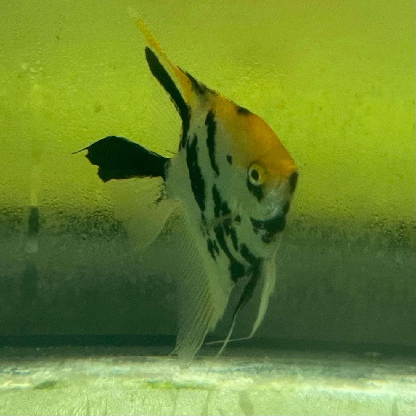 the-fish-farm Angel Fish Angelfish Adult Male - One Only Buy an adult Male Angel Fish from The Fish Farm in Australia