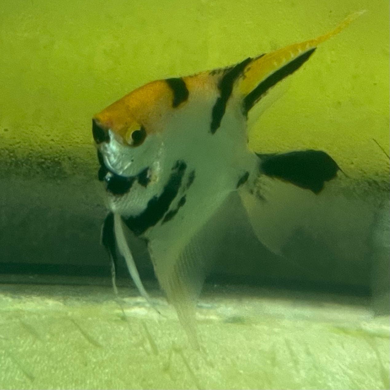 the-fish-farm Angel Fish Angelfish Adult Male - One Only Buy an adult Male Angel Fish from The Fish Farm in Australia