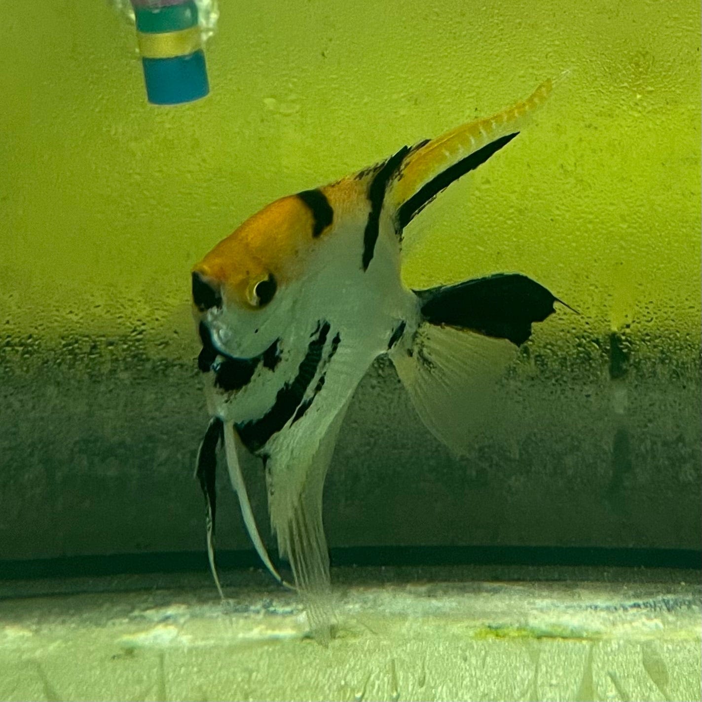 the-fish-farm Angel Fish Angelfish Adult Male - One Only Buy an adult Male Angel Fish from The Fish Farm in Australia