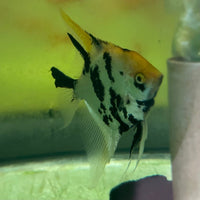 the-fish-farm Angel Fish Angelfish Adult Male - One Only Buy an adult Male Angel Fish from The Fish Farm in Australia