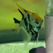 the-fish-farm Angel Fish Angelfish Adult Male - One Only Buy an adult Male Angel Fish from The Fish Farm in Australia