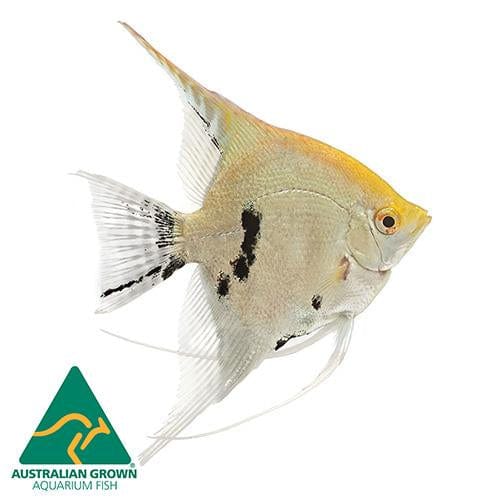 the-fish-farm Angel Fish Angelfish Assorted Colours Assorted Colour Angel Fish - The Fish Farm