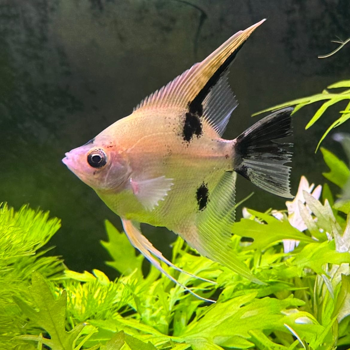 the-fish-farm Angel Fish Angelfish Assorted Colours Assorted Colour Angel Fish - The Fish Farm