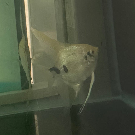 the-fish-farm Angel Fish Angelfish Breeding Pair - These Only - Two Fish - Pair 1 Buy a Breeding Pair of Angel Fish from The Fish Farm