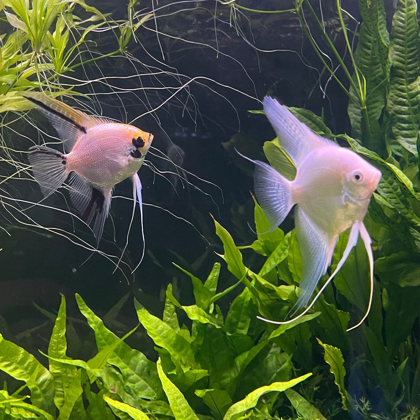 the-fish-farm Angel Fish Angelfish Breeding Pair - These Only - Two Fish - Pair 1 Buy a Breeding Pair of Angel Fish from The Fish Farm