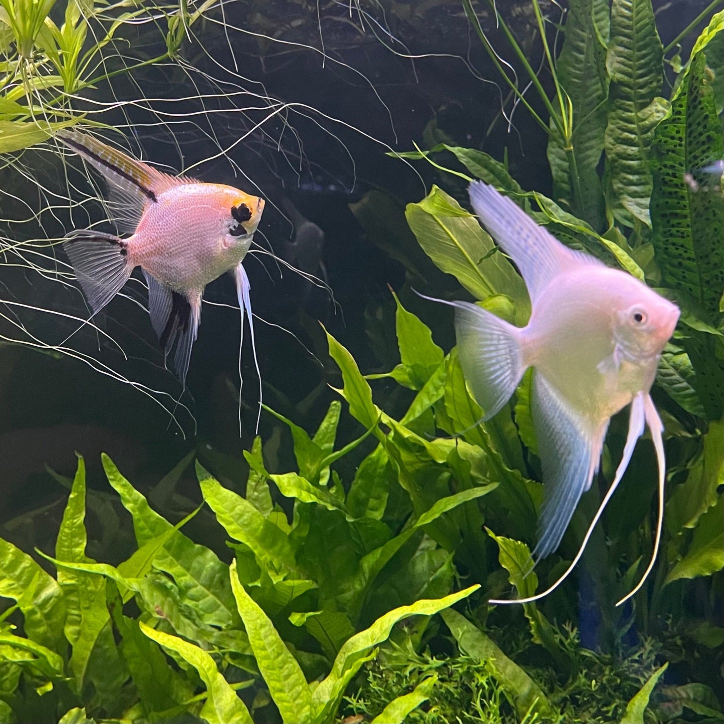 the-fish-farm Angel Fish Angelfish Breeding Pair - These Only - Two Fish - Pair 1 Buy a Breeding Pair of Angel Fish from The Fish Farm