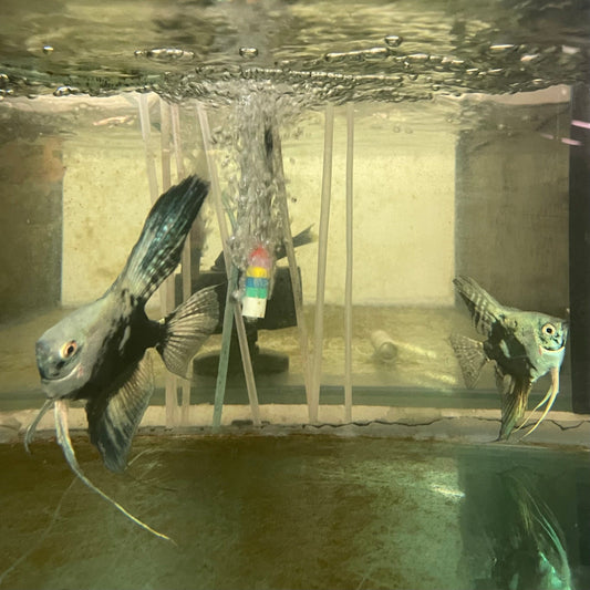 the-fish-farm Angel Fish Angelfish Breeding Pair - These Only - Two Fish - Pair 2 Buy a Breeding Pair of Angel Fish from The Fish Farm