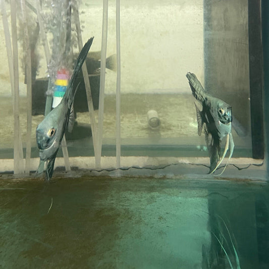 the-fish-farm Angel Fish Angelfish Breeding Pair - These Only - Two Fish - Pair 2 Buy a Breeding Pair of Angel Fish from The Fish Farm