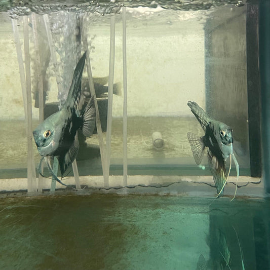 the-fish-farm Angel Fish Angelfish Breeding Pair - These Only - Two Fish - Pair 2 Buy a Breeding Pair of Angel Fish from The Fish Farm