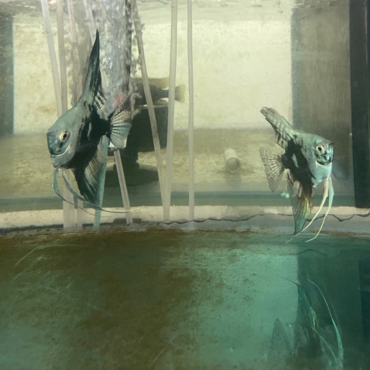 the-fish-farm Angel Fish Angelfish Breeding Pair - These Only - Two Fish - Pair 2 Buy a Breeding Pair of Angel Fish from The Fish Farm