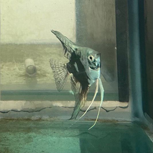 the-fish-farm Angel Fish Angelfish Breeding Pair - These Only - Two Fish - Pair 2 Buy a Breeding Pair of Angel Fish from The Fish Farm