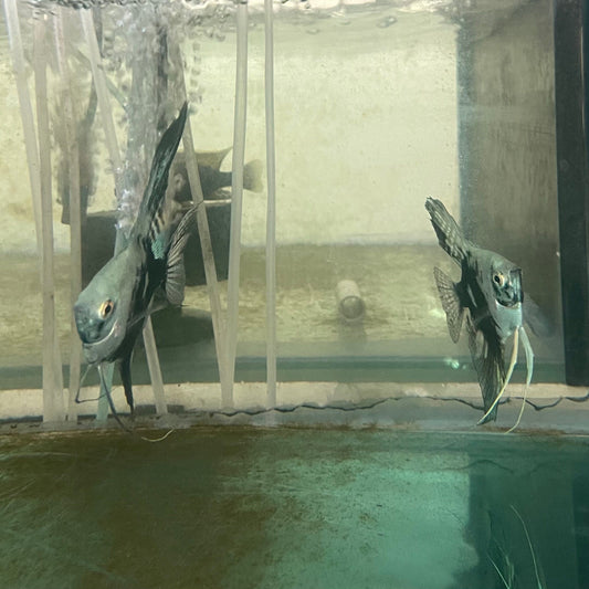 the-fish-farm Angel Fish Angelfish Breeding Pair - These Only - Two Fish - Pair 2 Buy a Breeding Pair of Angel Fish from The Fish Farm
