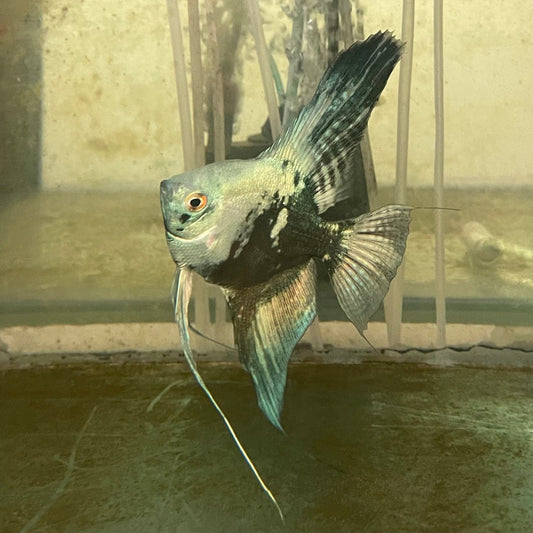 the-fish-farm Angel Fish Angelfish Breeding Pair - These Only - Two Fish - Pair 2 Buy a Breeding Pair of Angel Fish from The Fish Farm