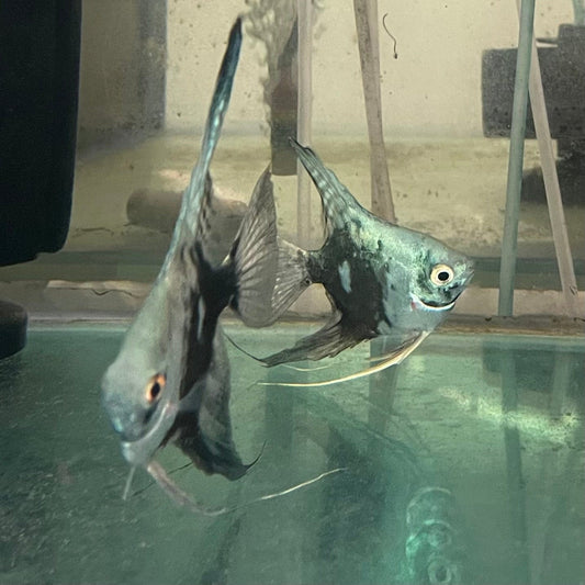 the-fish-farm Angel Fish Angelfish Breeding Pair - These Only - Two Fish - Pair 2 Buy a Breeding Pair of Angel Fish from The Fish Farm