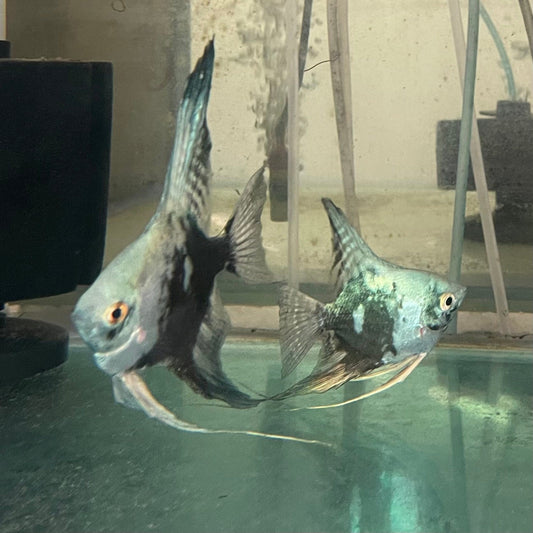 the-fish-farm Angel Fish Angelfish Breeding Pair - These Only - Two Fish - Pair 2 Buy a Breeding Pair of Angel Fish from The Fish Farm